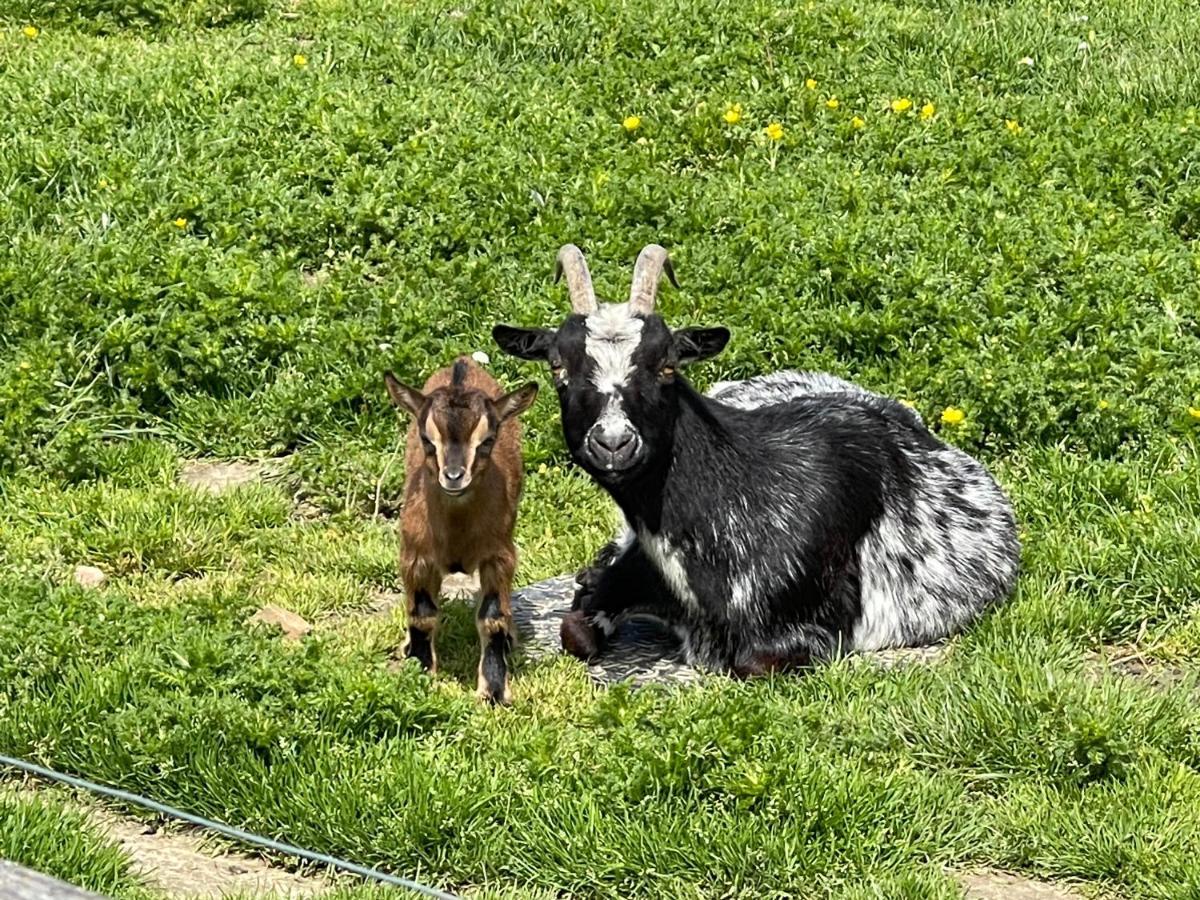 Parel Van Bever - Perle De Bievene Exteriör bild